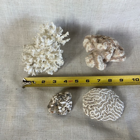 Natural Sea Finger Branch Brain Assorted Coral‎  Aquarium Decor - Picture 3 of 9